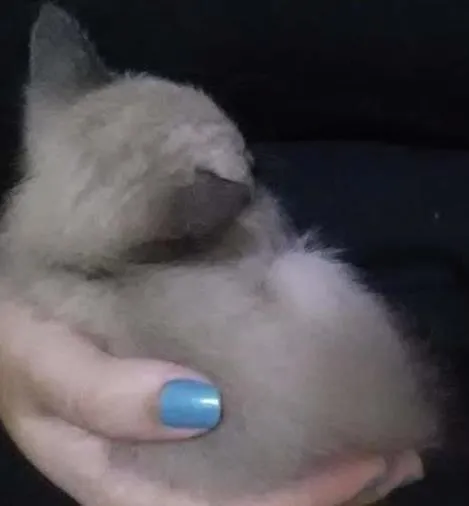 Gato ra a  idade Abaixo de 2 meses nome Ana