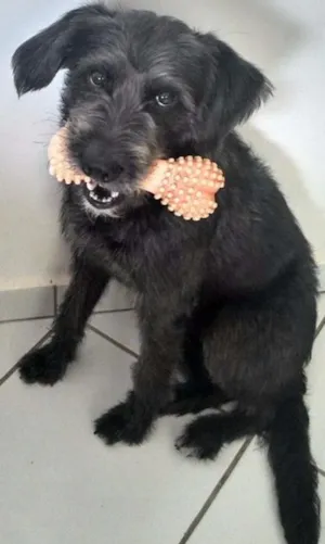 Cachorro raça sem nome idade 2 a 6 meses nome boby