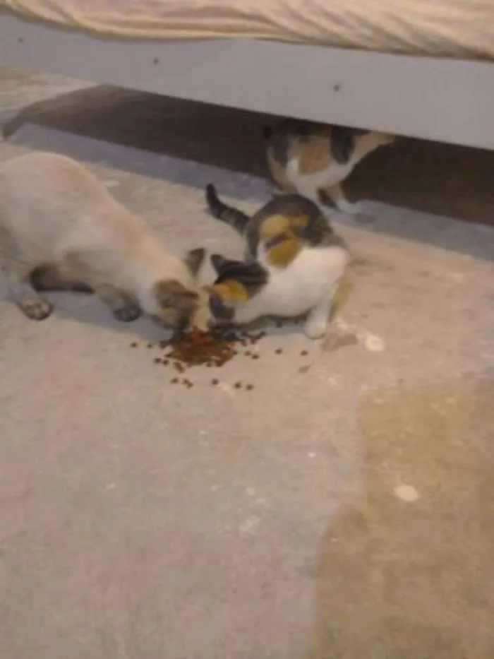 Gato raça  idade 2 a 6 meses nome Amora,e  Mili 