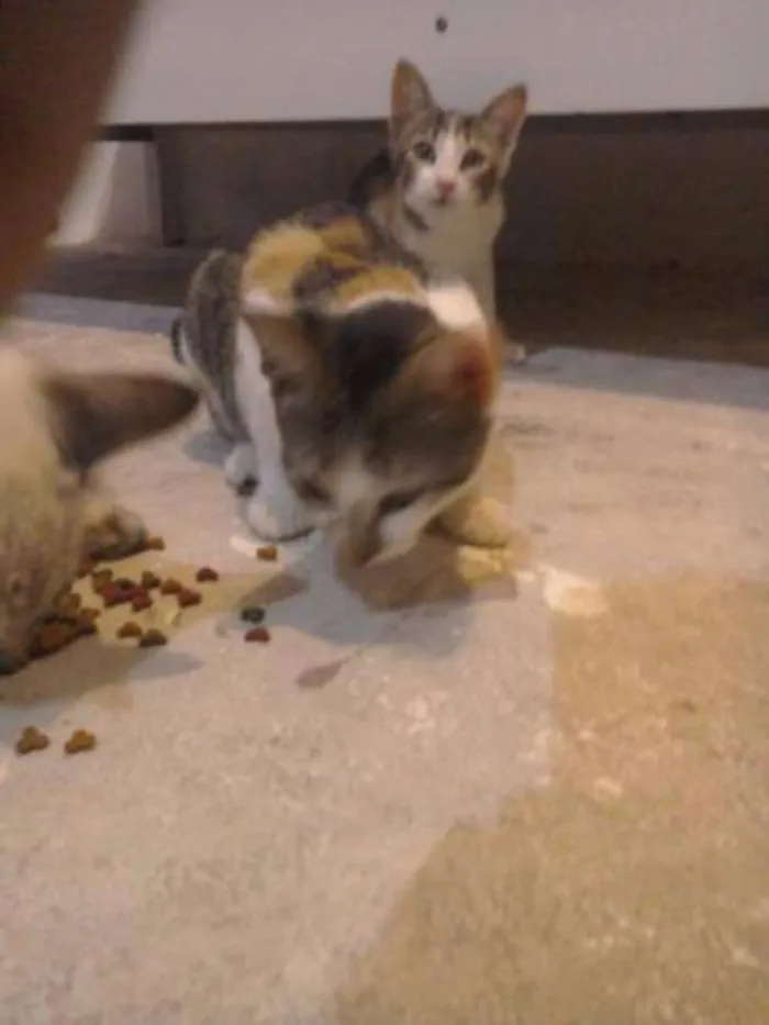 Gato raça  idade 2 a 6 meses nome Amora,e  Mili 