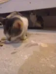 Amora,e  Mili 
