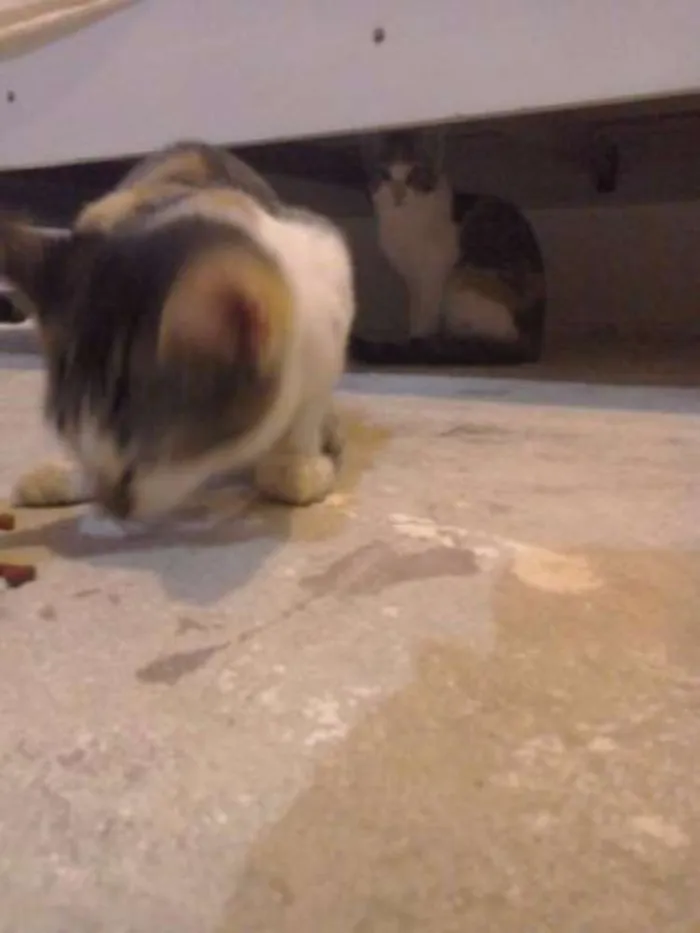 Gato raça  idade 2 a 6 meses nome Amora,e  Mili 