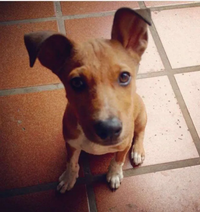 Cachorro ra a SRD idade 7 a 11 meses nome Toddy