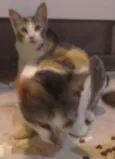 Amora,e  Mili 