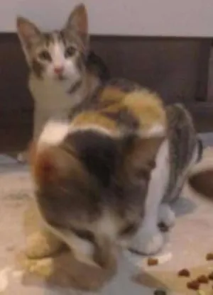 Gato raça  idade 2 a 6 meses nome Amora,e  Mili 