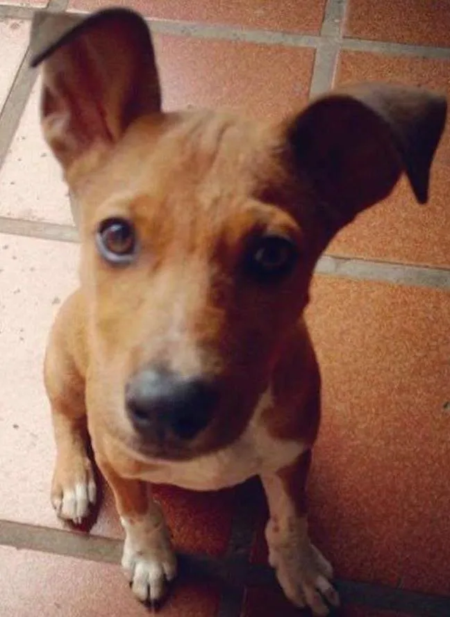 Cachorro ra a SRD idade 7 a 11 meses nome Toddy
