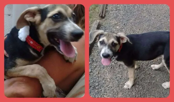 Cachorro ra a SRD idade 2 a 6 meses nome Belinha
