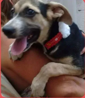 Cachorro raça SRD idade 2 a 6 meses nome Belinha