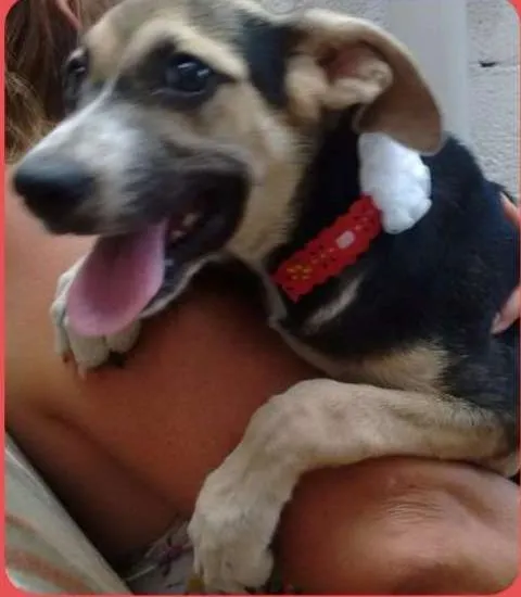 Cachorro ra a SRD idade 2 a 6 meses nome Belinha