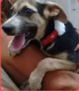 Belinha