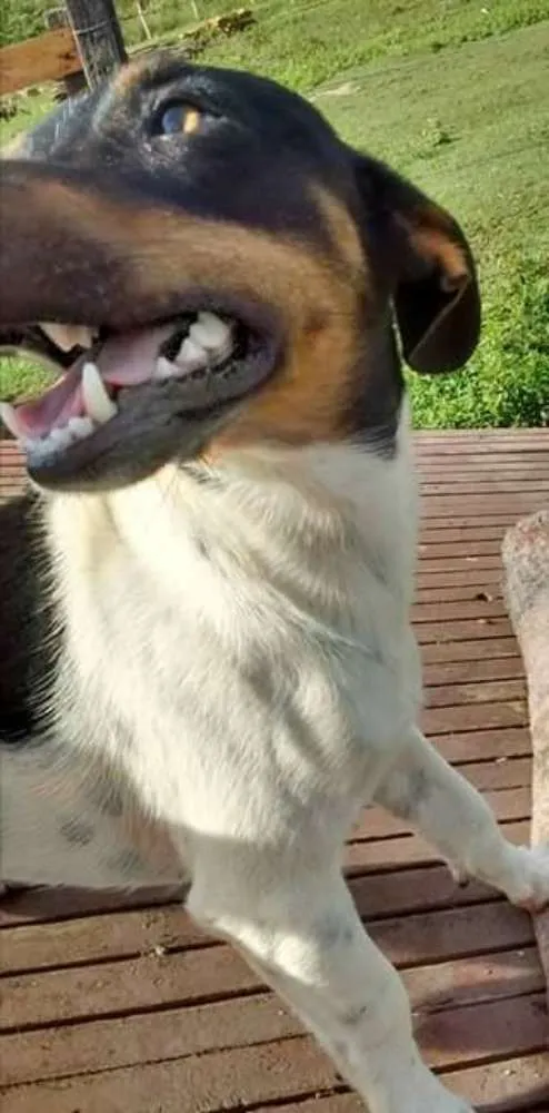 Cachorro ra a miaturada idade 3 anos nome boby