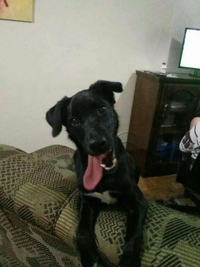Cachorro ra a SRD idade 2 anos nome Pereto