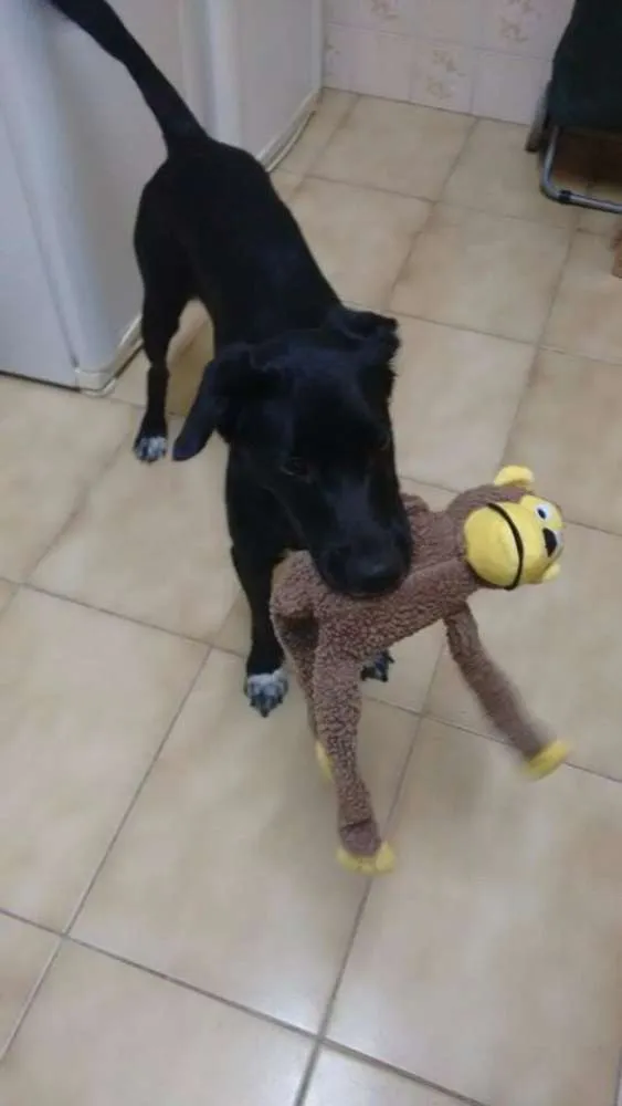 Cachorro ra a SRD idade 2 anos nome Pereto