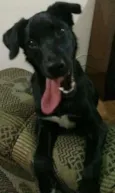 Pereto