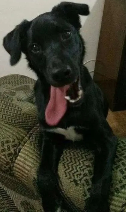 Cachorro ra a SRD idade 2 anos nome Pereto