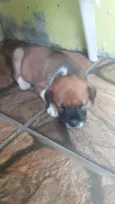 cachorras