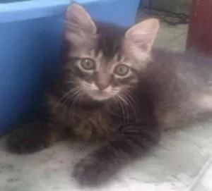 Gato raça srd idade 2 a 6 meses nome Docura
