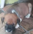 cachorras