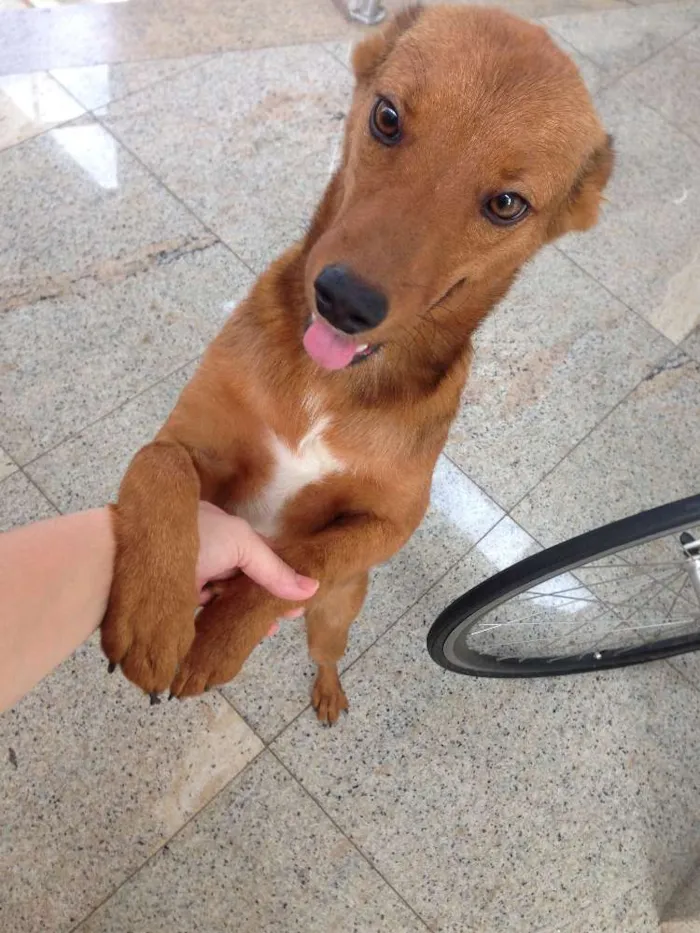 Cachorro raça Sem raça definida idade 7 a 11 meses nome Timão