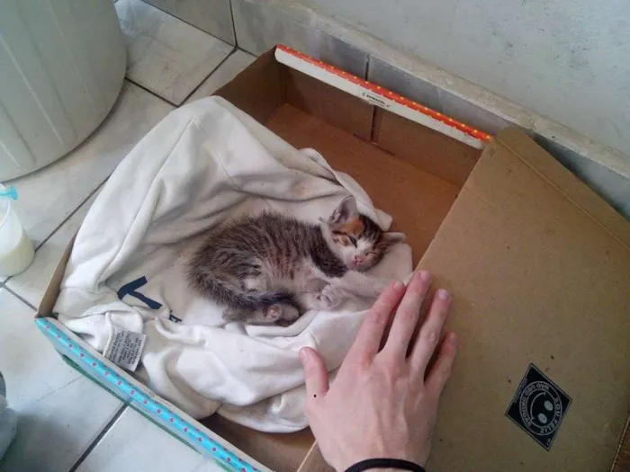 Gato ra a indefinida idade Abaixo de 2 meses nome Mary
