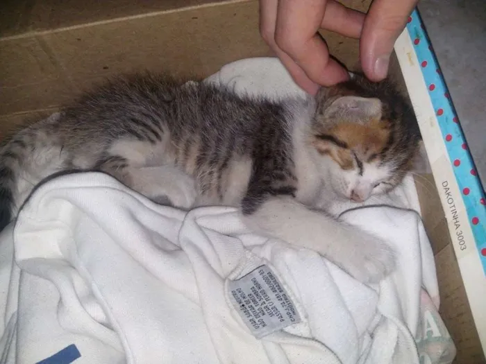 Gato ra a indefinida idade Abaixo de 2 meses nome Mary