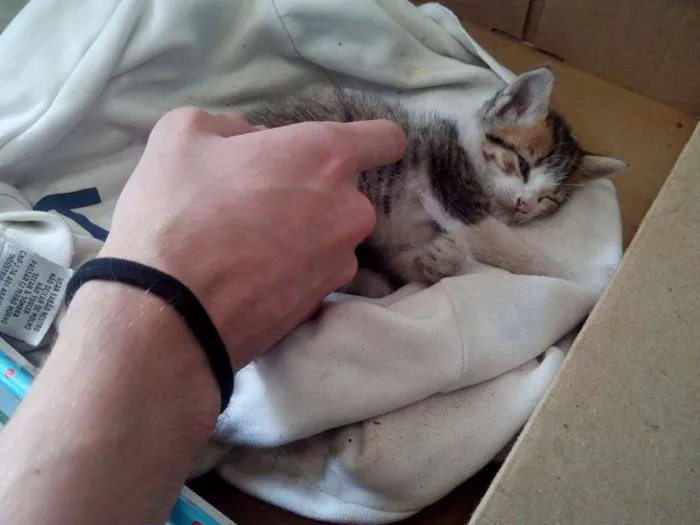 Gato ra a indefinida idade Abaixo de 2 meses nome Mary