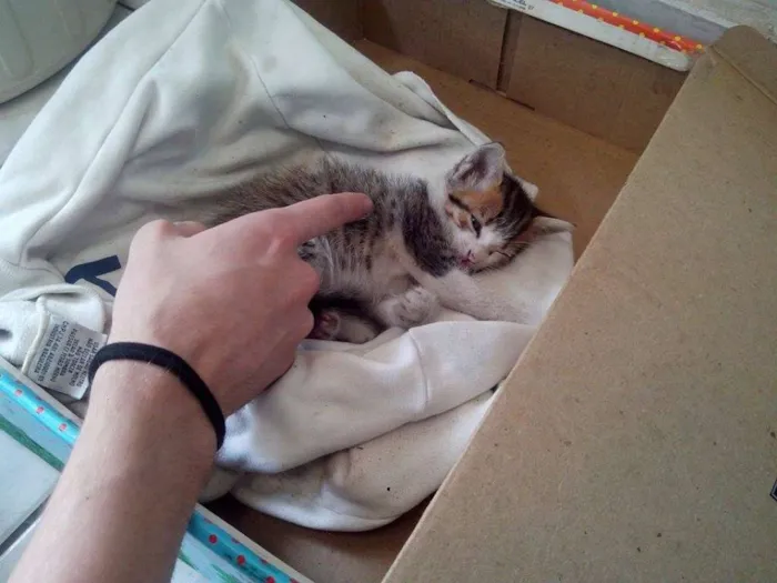 Gato ra a indefinida idade Abaixo de 2 meses nome Mary