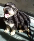 Bob