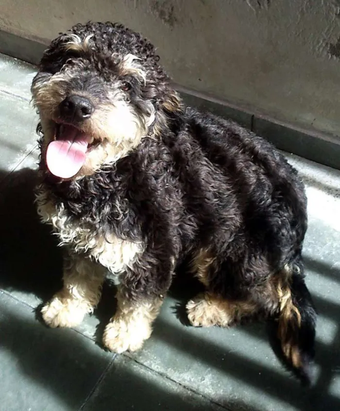 Cachorro ra a indefinida idade 2 anos nome Bob