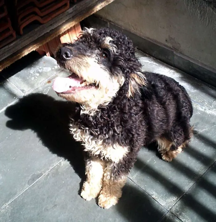 Cachorro ra a indefinida idade 2 anos nome Bob