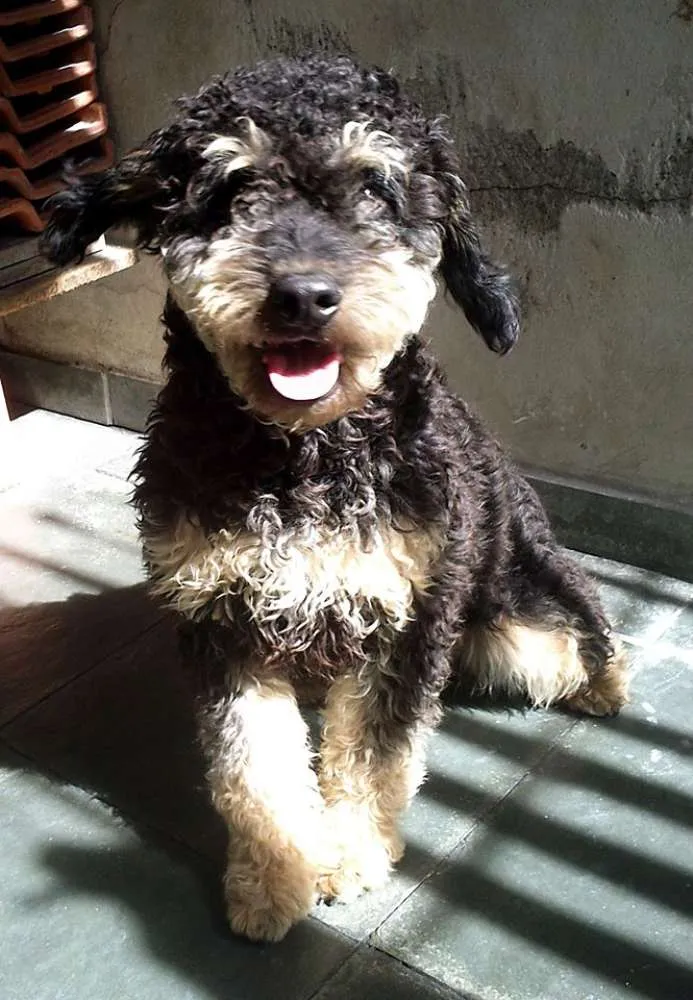 Cachorro ra a indefinida idade 2 anos nome Bob