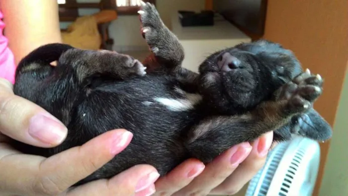 Cachorro ra a Viralata idade Abaixo de 2 meses nome Sem nome