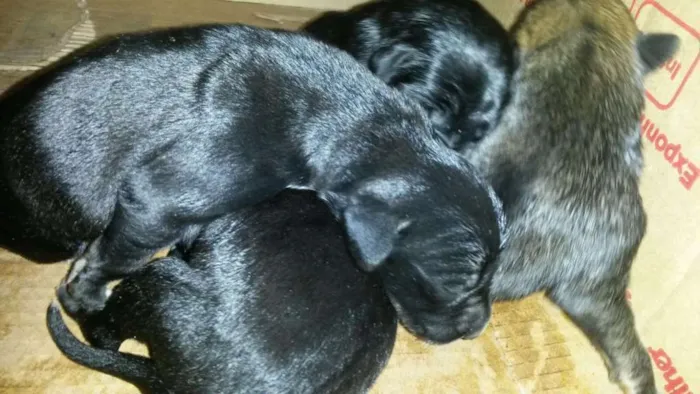Cachorro ra a Viralata idade Abaixo de 2 meses nome Sem nome