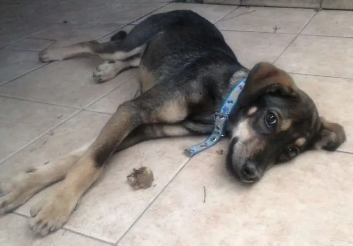 Cachorro raça vira lata idade 2 anos nome Meg