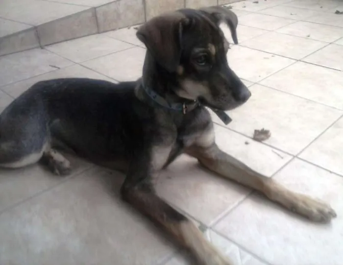 Cachorro raça vira lata idade 2 anos nome Meg