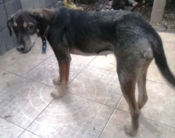 Cachorro raça vira lata idade 2 anos nome Meg