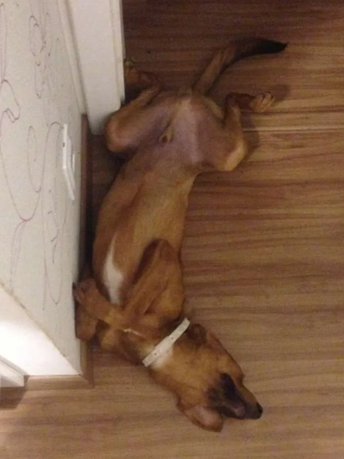 Cachorro raça Sem raça definida idade 7 a 11 meses nome Timão