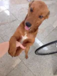 Timão