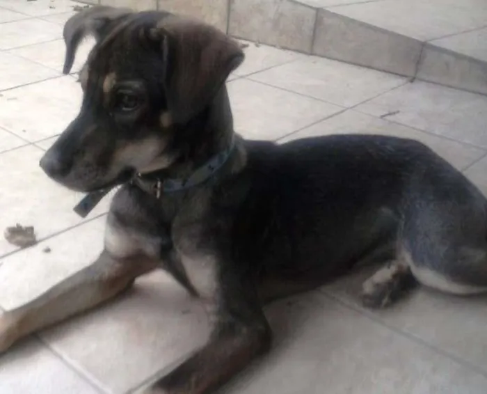 Cachorro raça vira lata idade 2 anos nome Meg