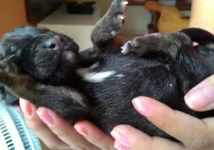 Cachorro raça Viralata idade Abaixo de 2 meses nome Sem nome