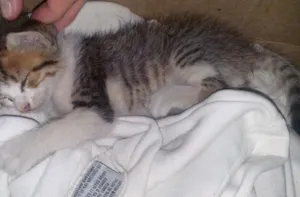 Gato raça indefinida idade Abaixo de 2 meses nome Mary