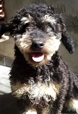 Cachorro raça indefinida idade 2 anos nome Bob