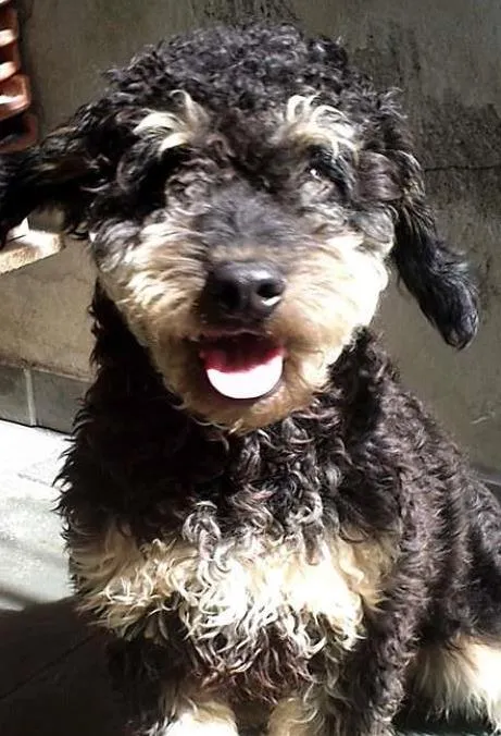 Cachorro ra a indefinida idade 2 anos nome Bob
