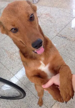 Cachorro raça Sem raça definida idade 7 a 11 meses nome Timão