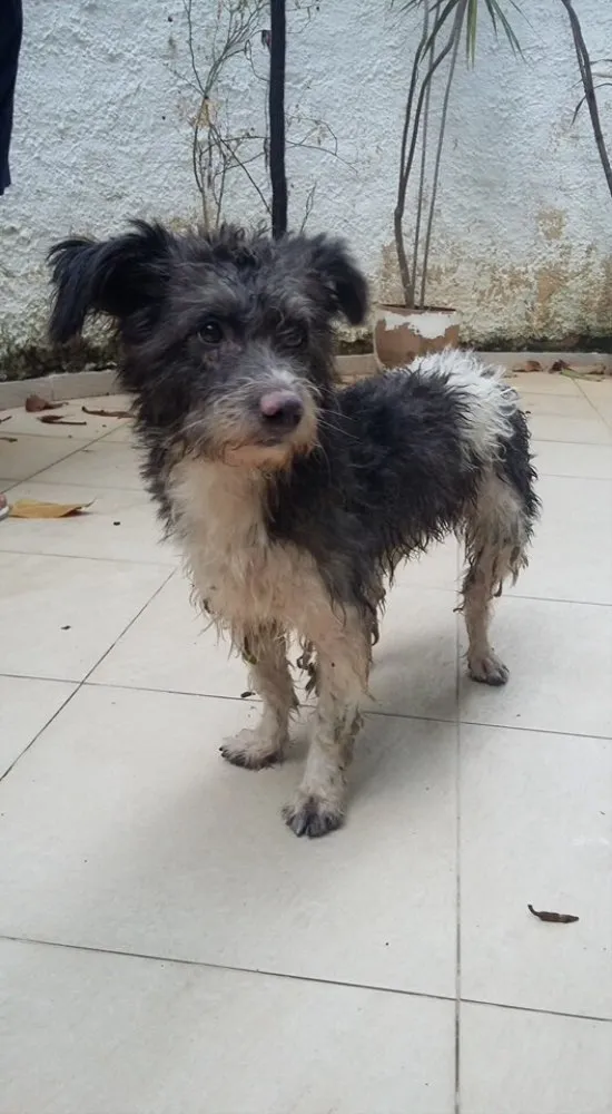 Cachorro ra a vira lata idade 3 anos nome Bidu