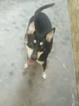 Chico