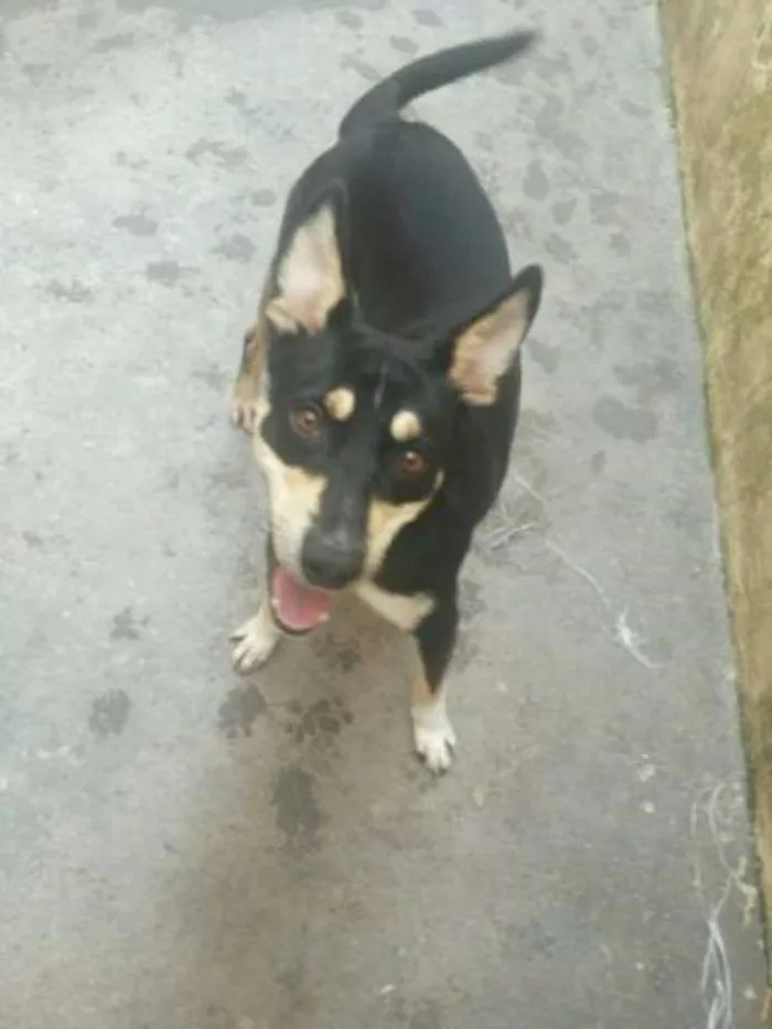 Cachorro ra a Vira misturado idade 1 ano nome Chico