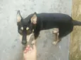Chico