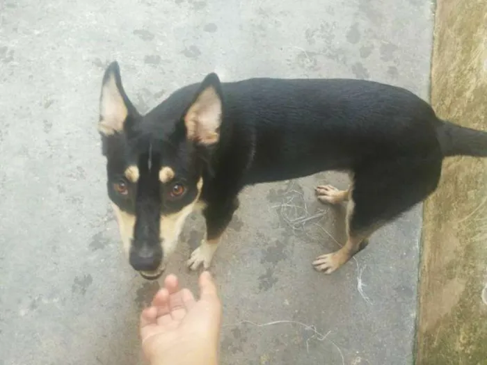 Cachorro ra a Vira misturado idade 1 ano nome Chico
