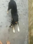 Chico